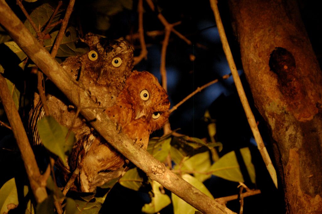We'll trck down this rare Sokoke Scops-Owl on Kenya Birding Tour: