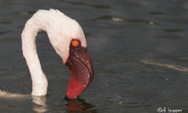 Kenya coastal birding tour