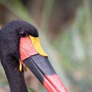 Kenya Coastal Birding Tour-pic1