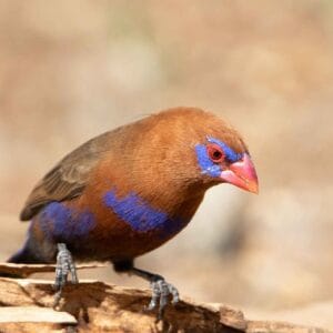 Kenya Coastal Birding Tour-pic3