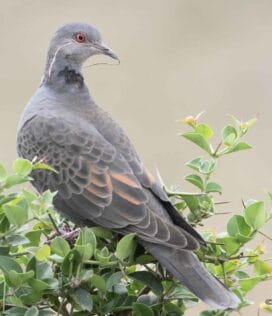 Tanzania birding tour