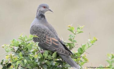Tanzania birding tour