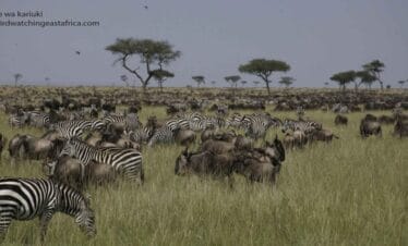 Wildebeest Migration