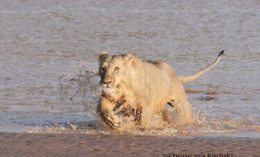 Kenya Big Game & Birds Photo Tour