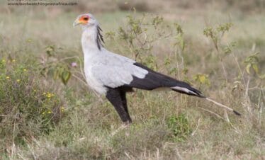 Kenya Wildlife Photo Tour