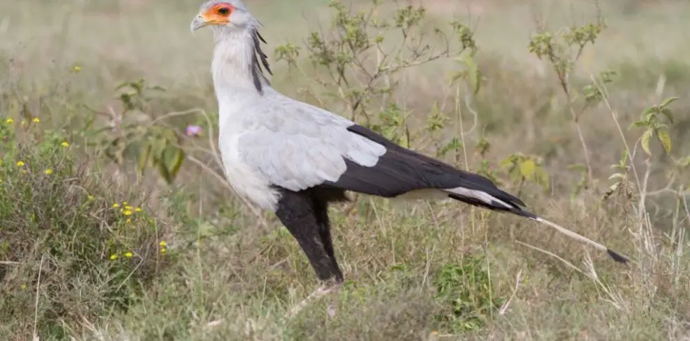 Secretary-bird