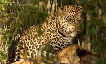 Kenya Wildlife Photo Tour