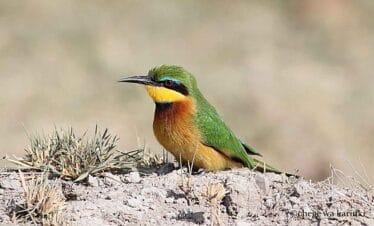 Kenya Big Game & Birds Photo Tour