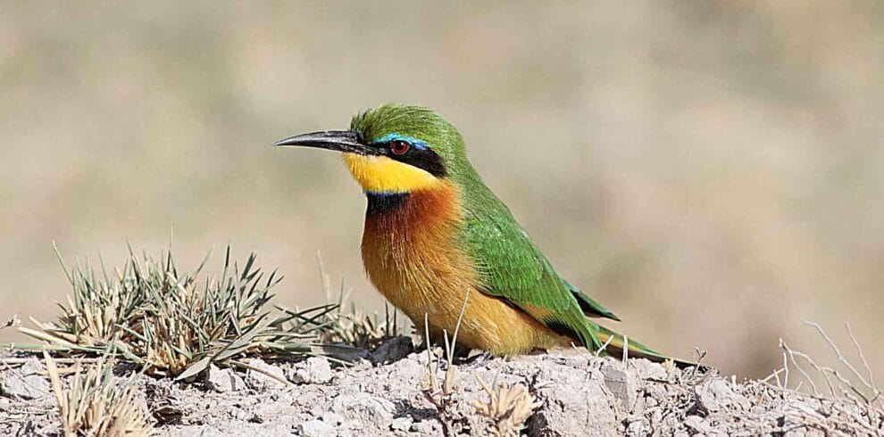 Kenya Big Game & Birds Photo Tour