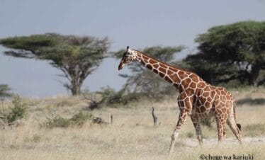 Tanzania birding tour