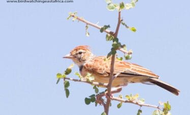 Birdwatching Activities
