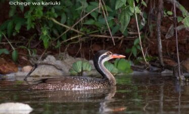 Kenya coastal birding tour