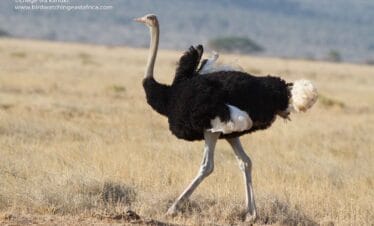 Birdwatching Activities