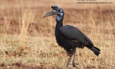 Tanzania birding tour
