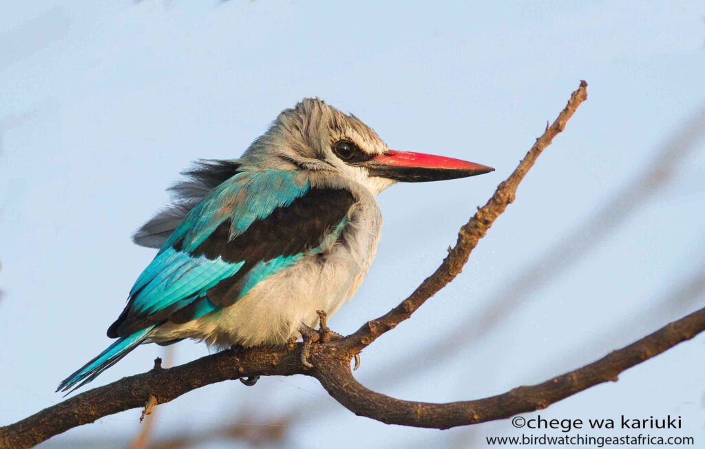 Tanzania Birding Tour
