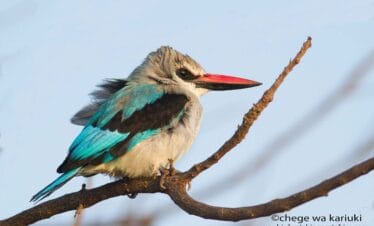 Tanzania birding tour