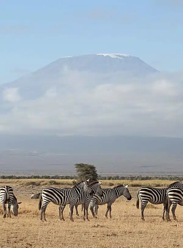Tanzania birding tour