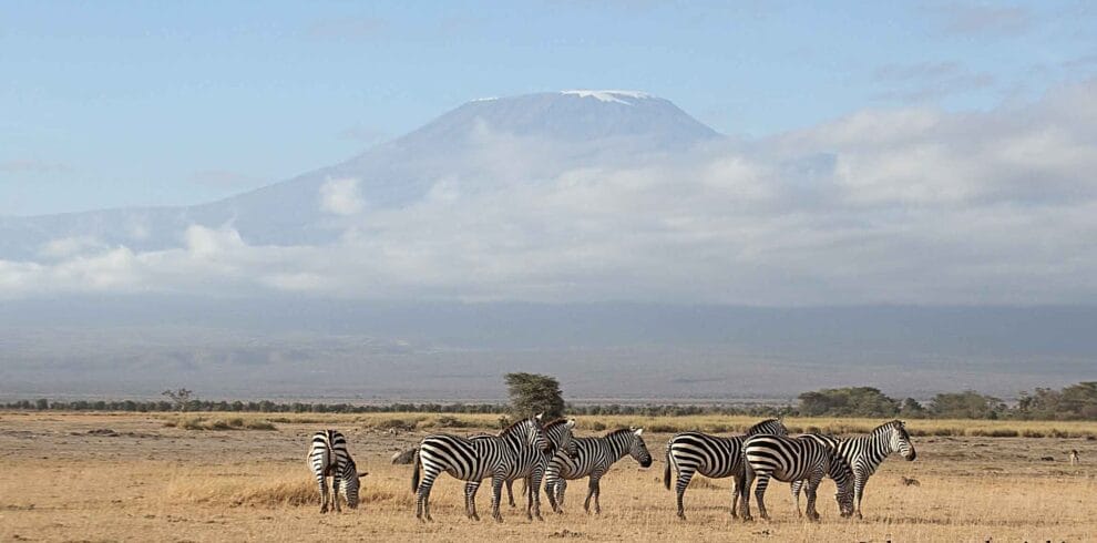 Tanzania birding tour