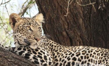 Kenya Big Game & Birds Photo Tour