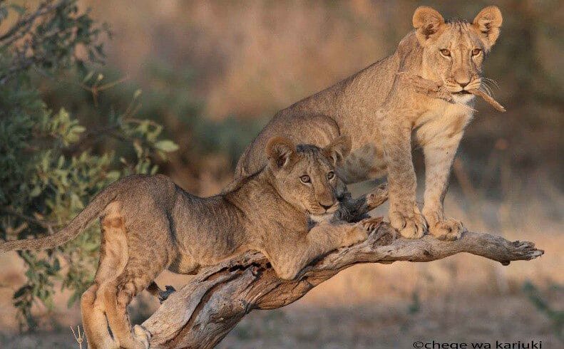Kenya Birds & Big Game