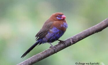 Kenya Birdwatching Tour