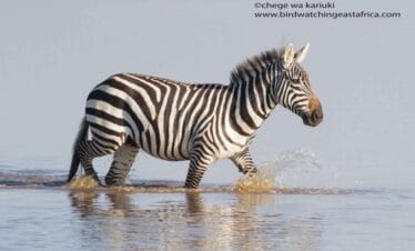 Kenya birds and wildlife