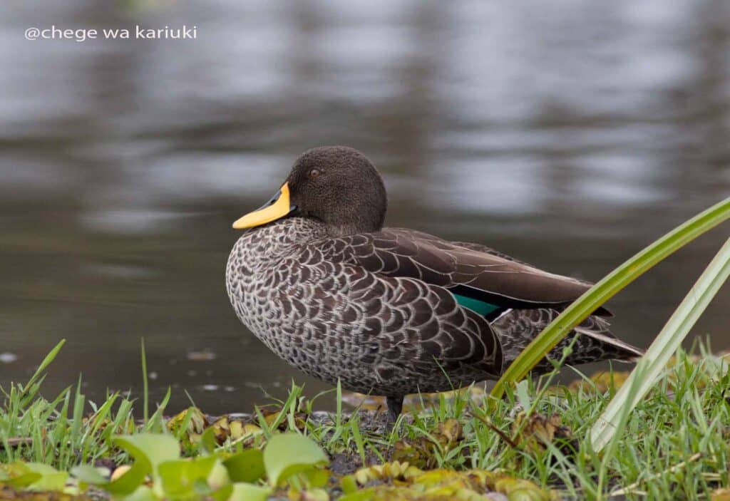 Kenya Birding Tour