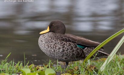 Kenya Birding Tour