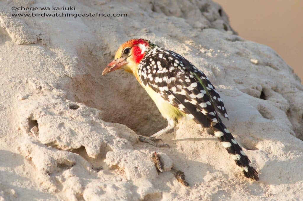 Kenya Birding Tour Sightings.