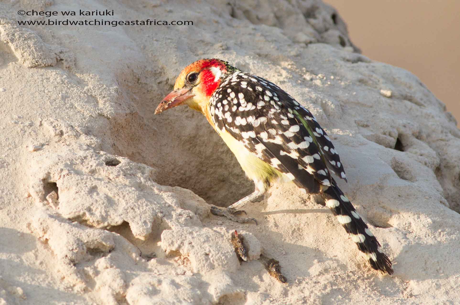 Kenya Birding Tour Sightings.