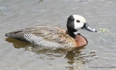 Kenya Birdwatching Tour