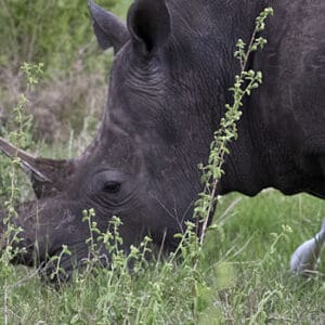 Kenya wildlife & birding safari