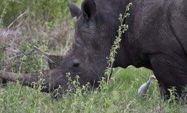 Kenya wildlife & birding safari