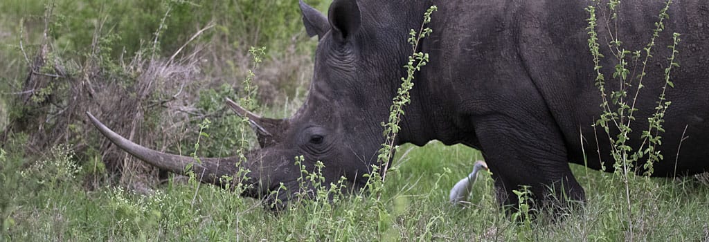 Kenya wildlife & birding safari