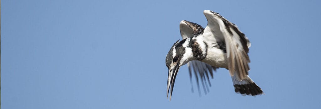 Kenya birds and wildlife