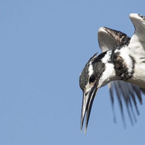 Kenya birds and wildlife