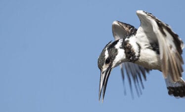 Kenya birds and wildlife