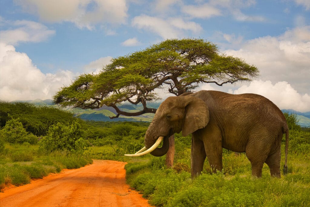 East Africa Safari Destinations