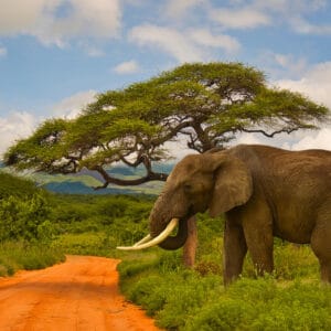 East Africa Safari Destinations