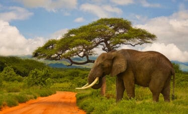 East Africa Safari Destinations