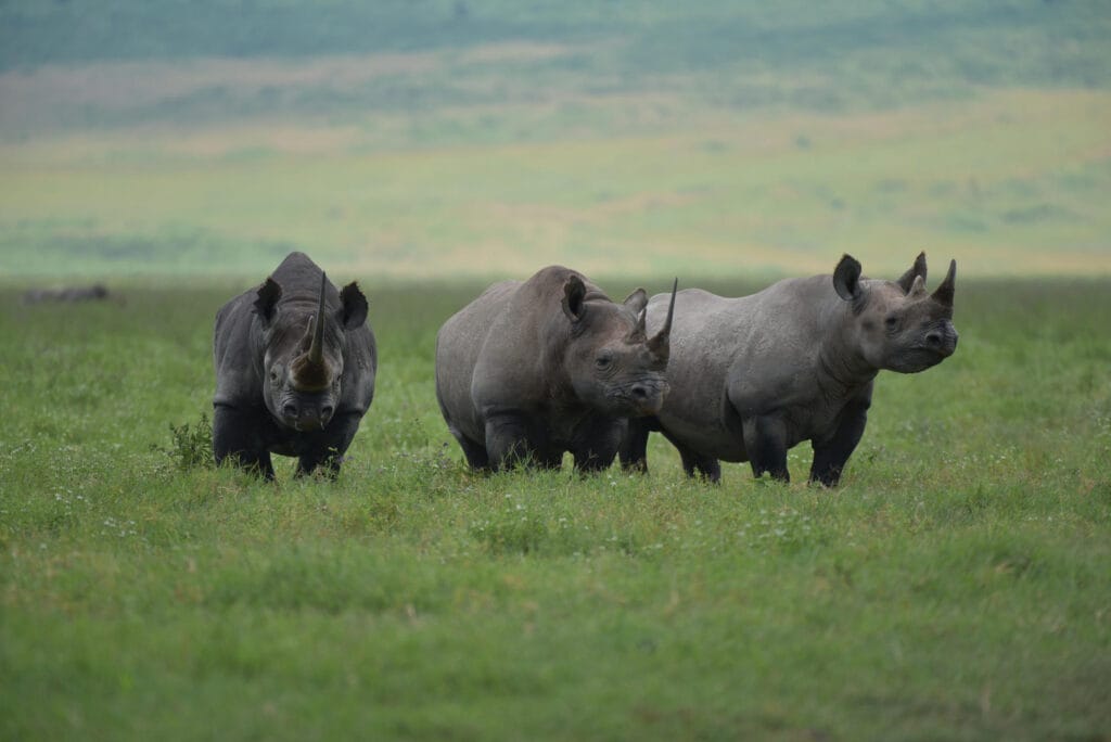 6 day Tanzania wildlife safari