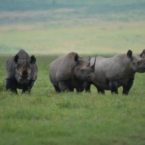 6 day Tanzania wildlife safari