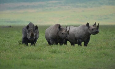 6 day Tanzania wildlife safari