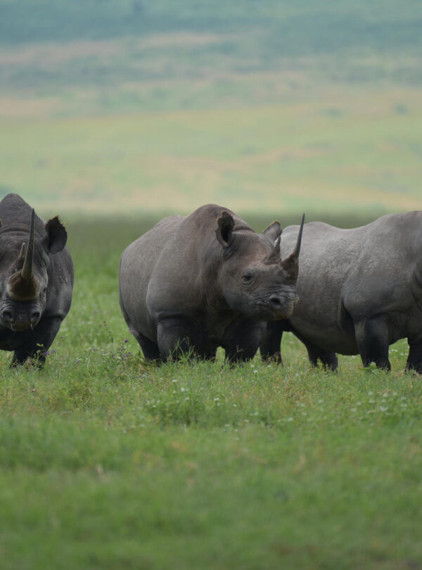 6 day Tanzania wildlife safari