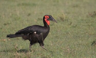 Tanzania Birding