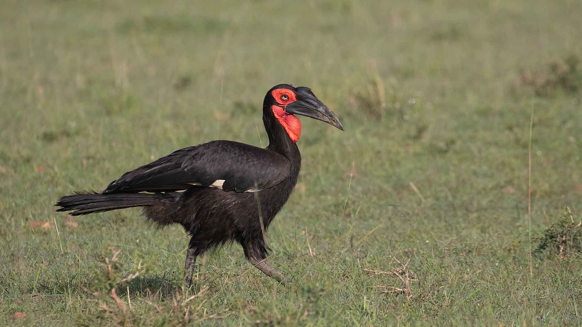 Tanzania Birding